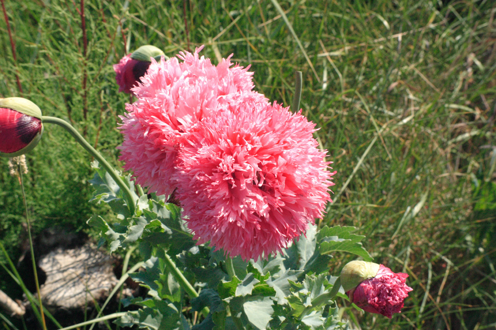 Flower on the sand dunes behind Clacton-on-Sea beach.