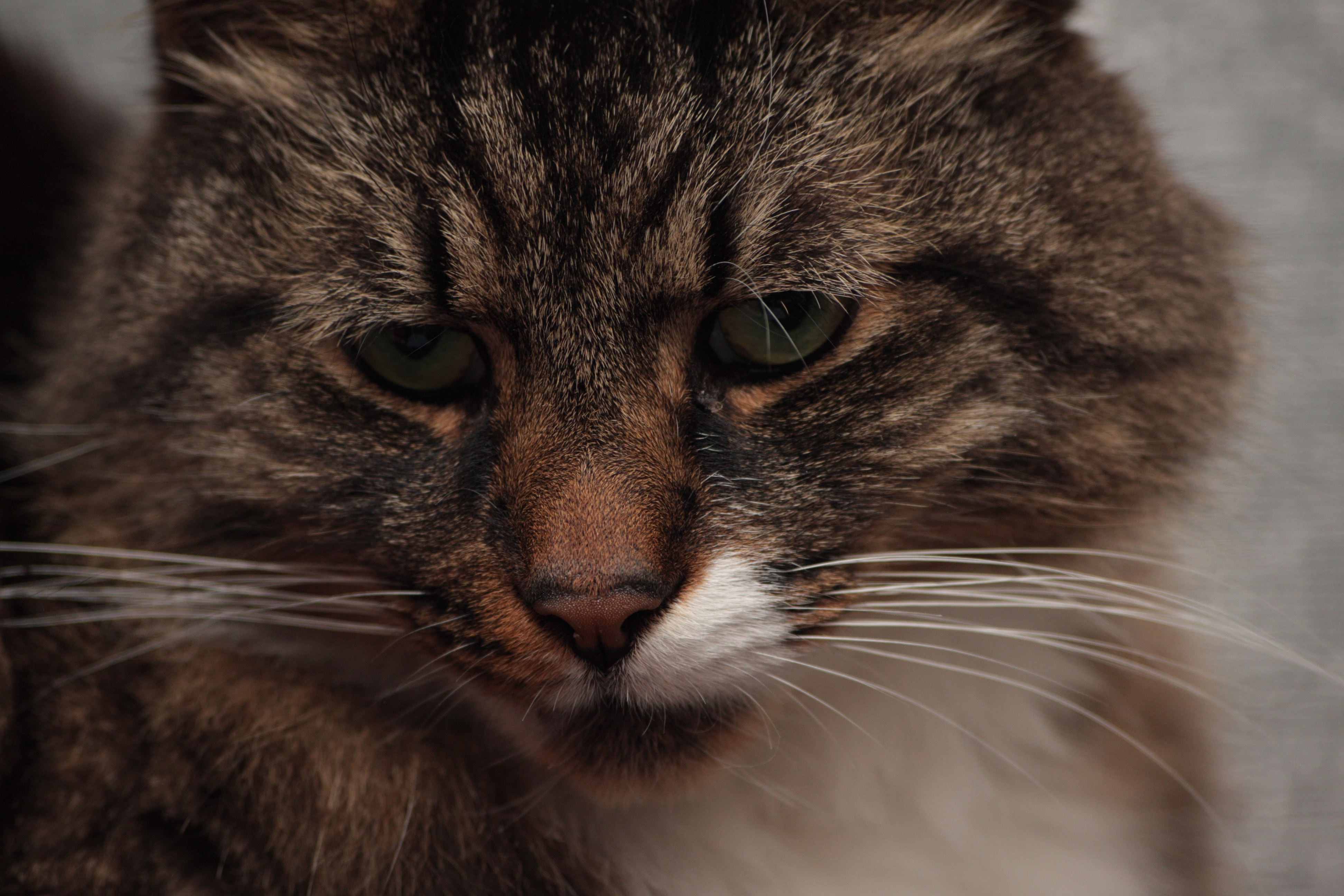 Bandit