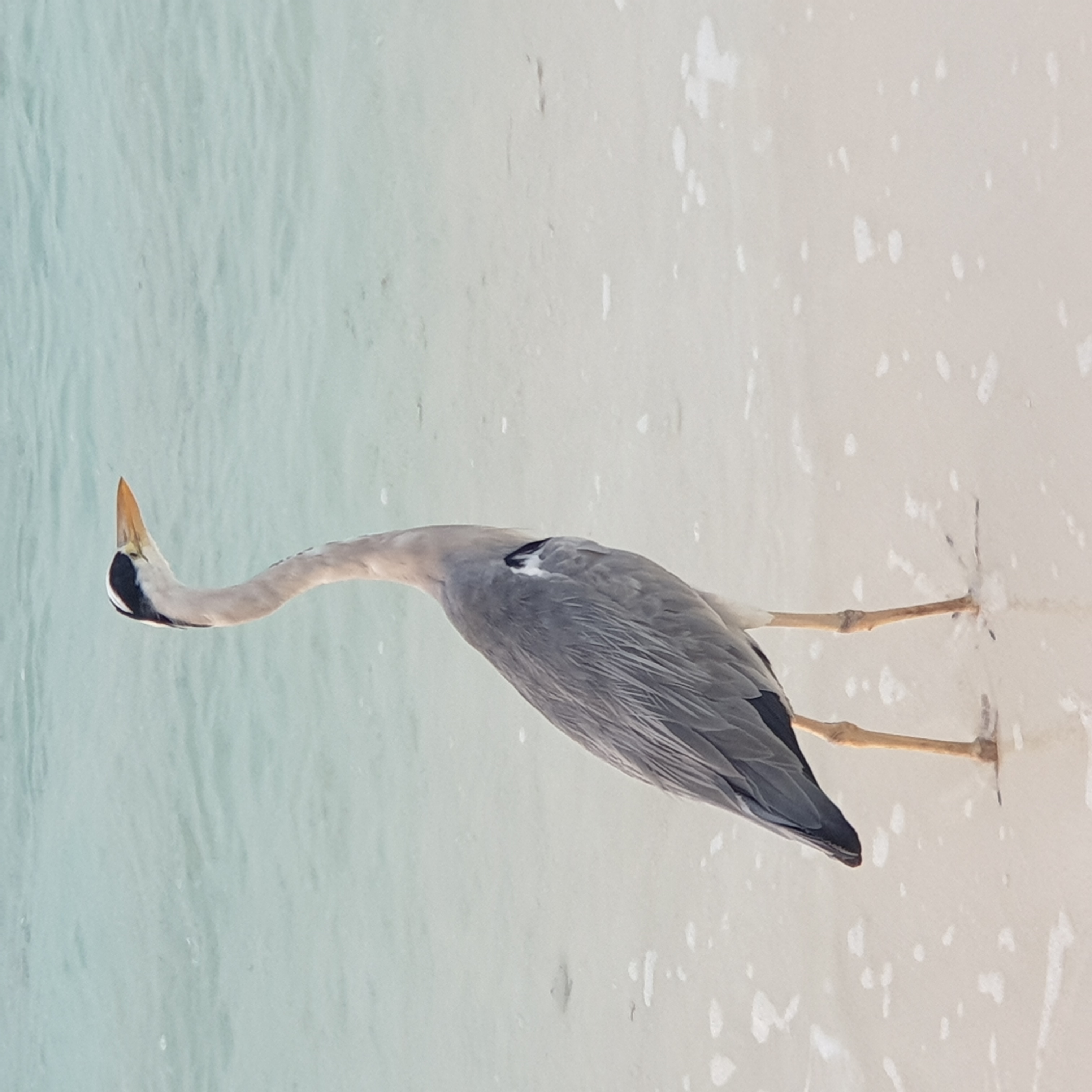 Heron on the beach at Kuredu, Maldives