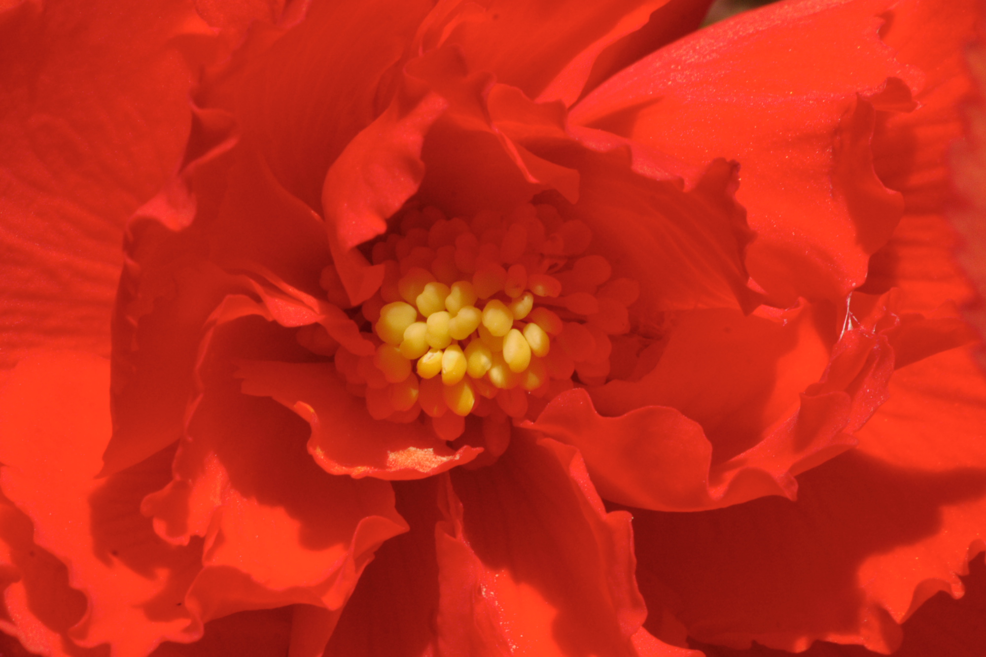 Flowers in my Grandads garden