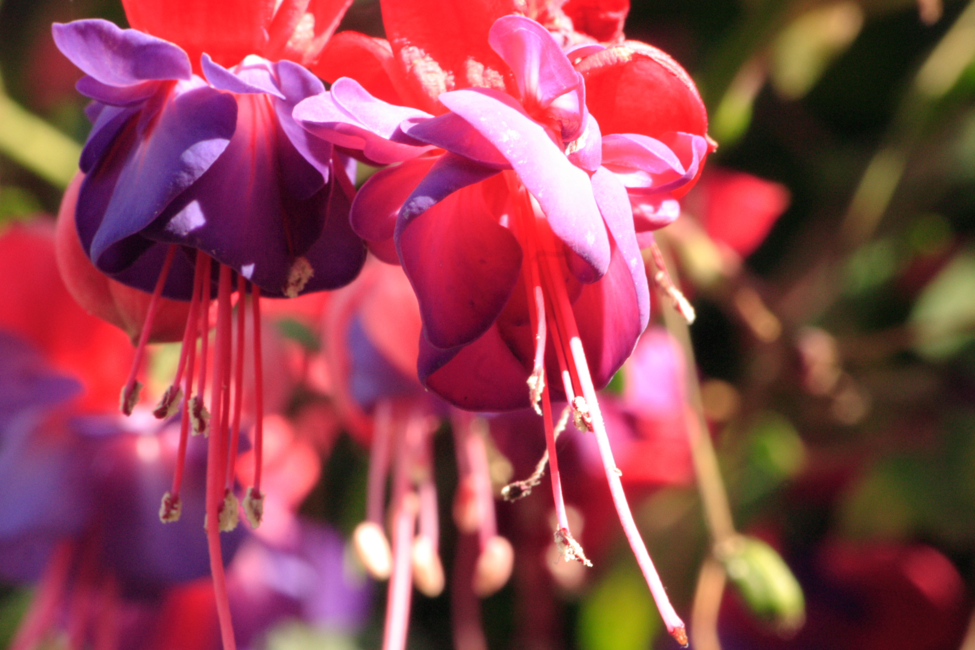 Flowers in my Grandads garden