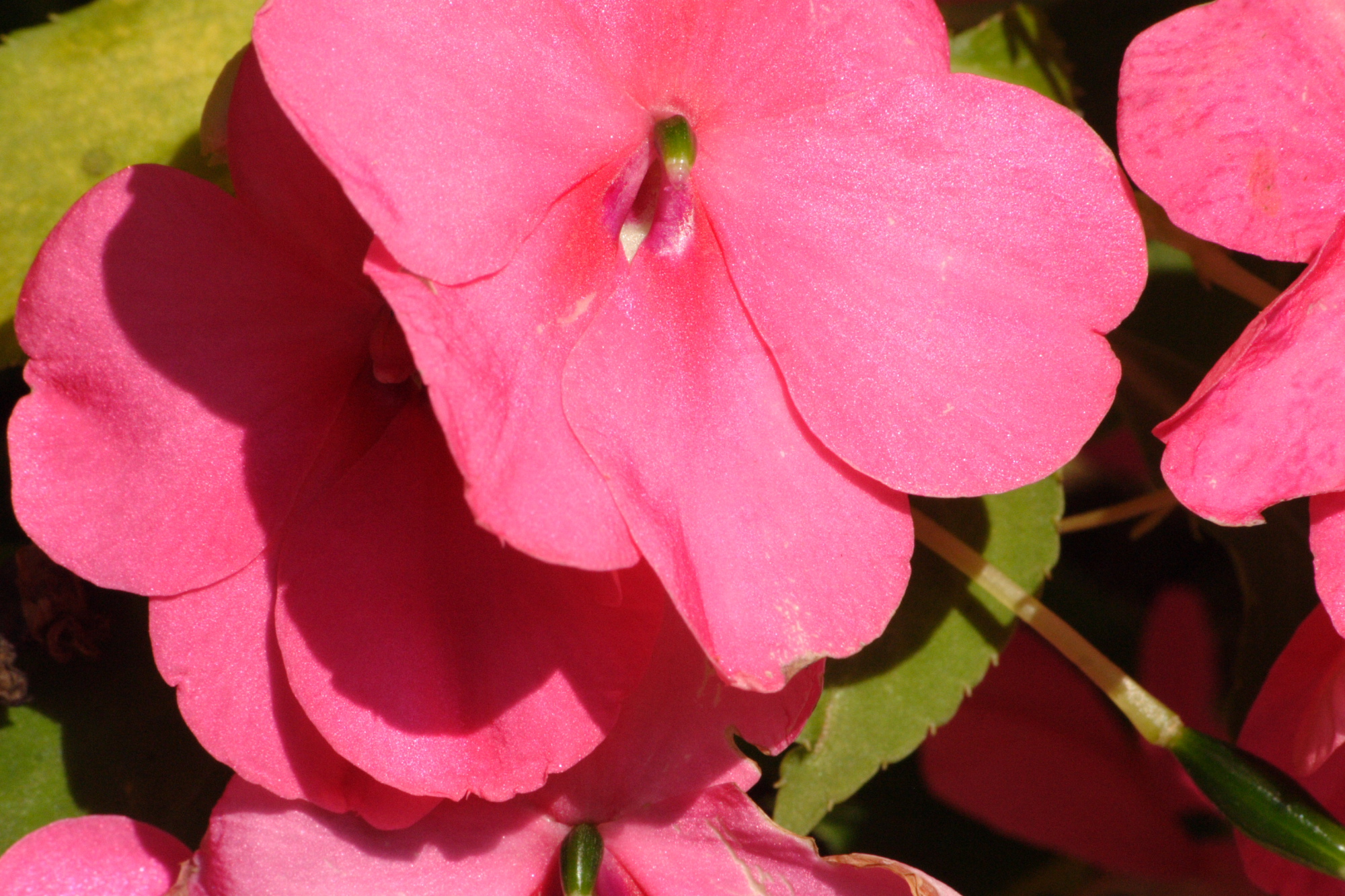 Flowers in my Grandads garden
