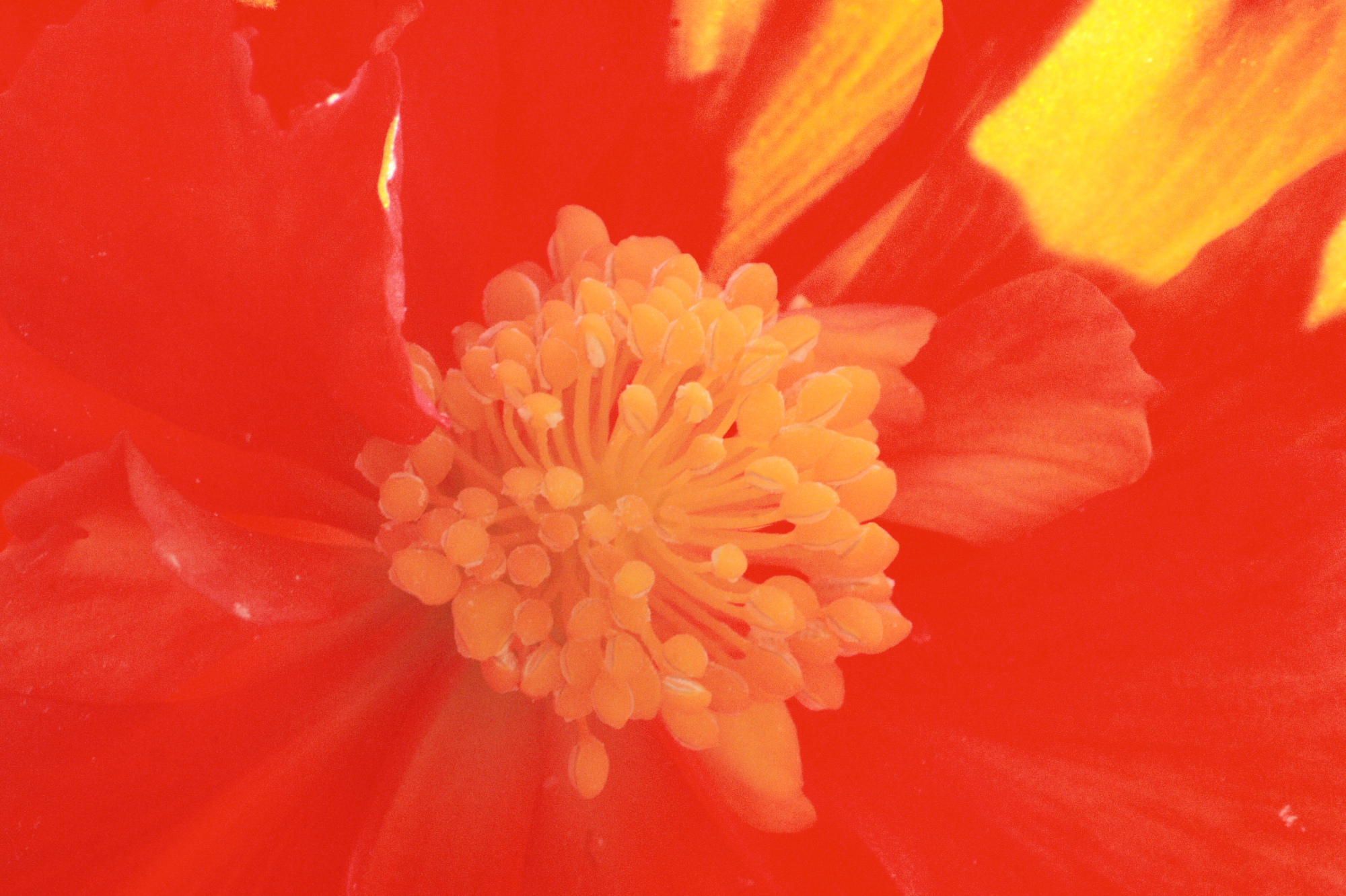 Flowers in my Grandads garden