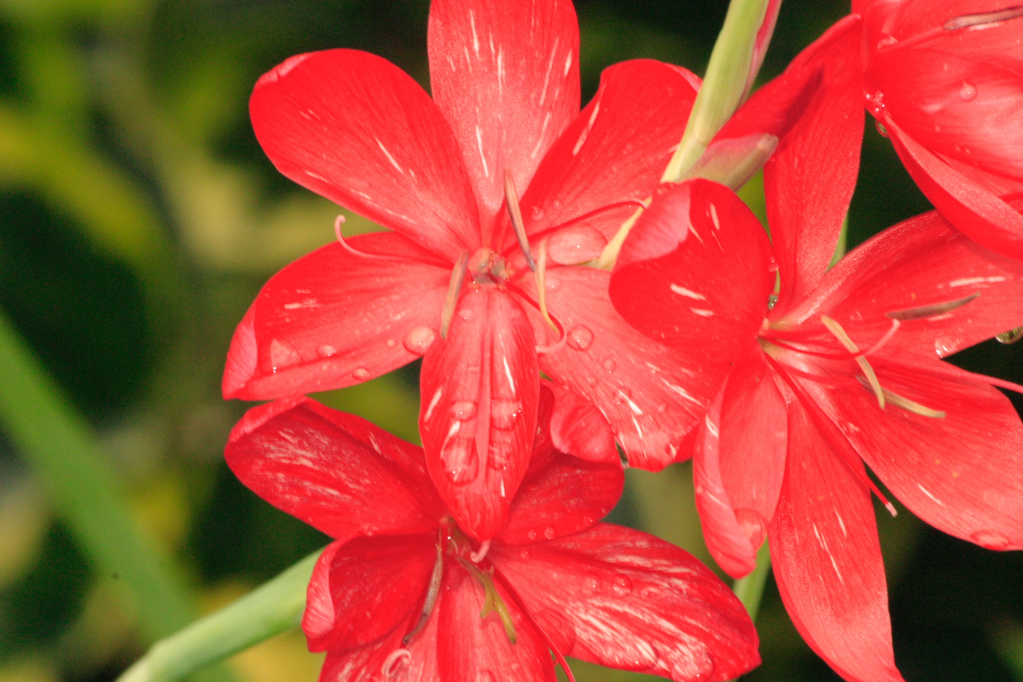 Flowers in my Grandads garden