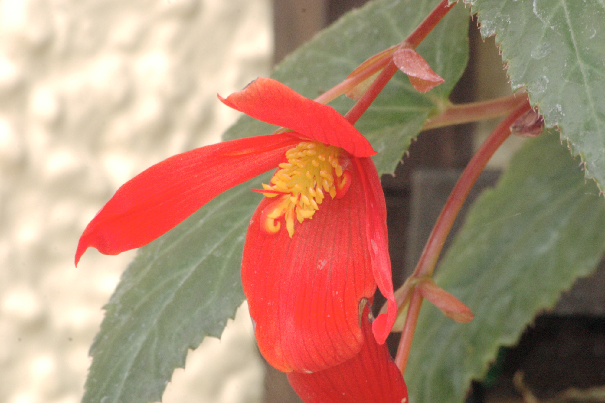 Flowers in my Grandads garden