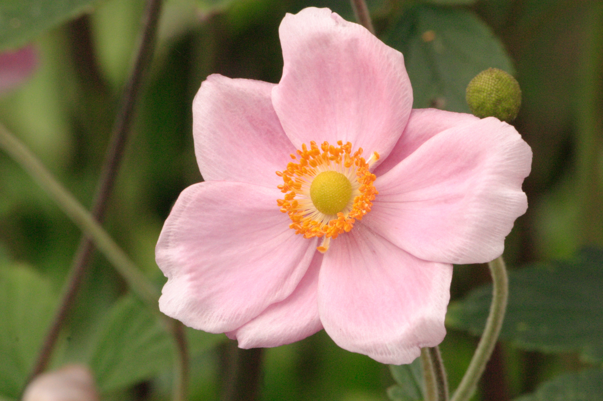 Flowers in my Grandads garden