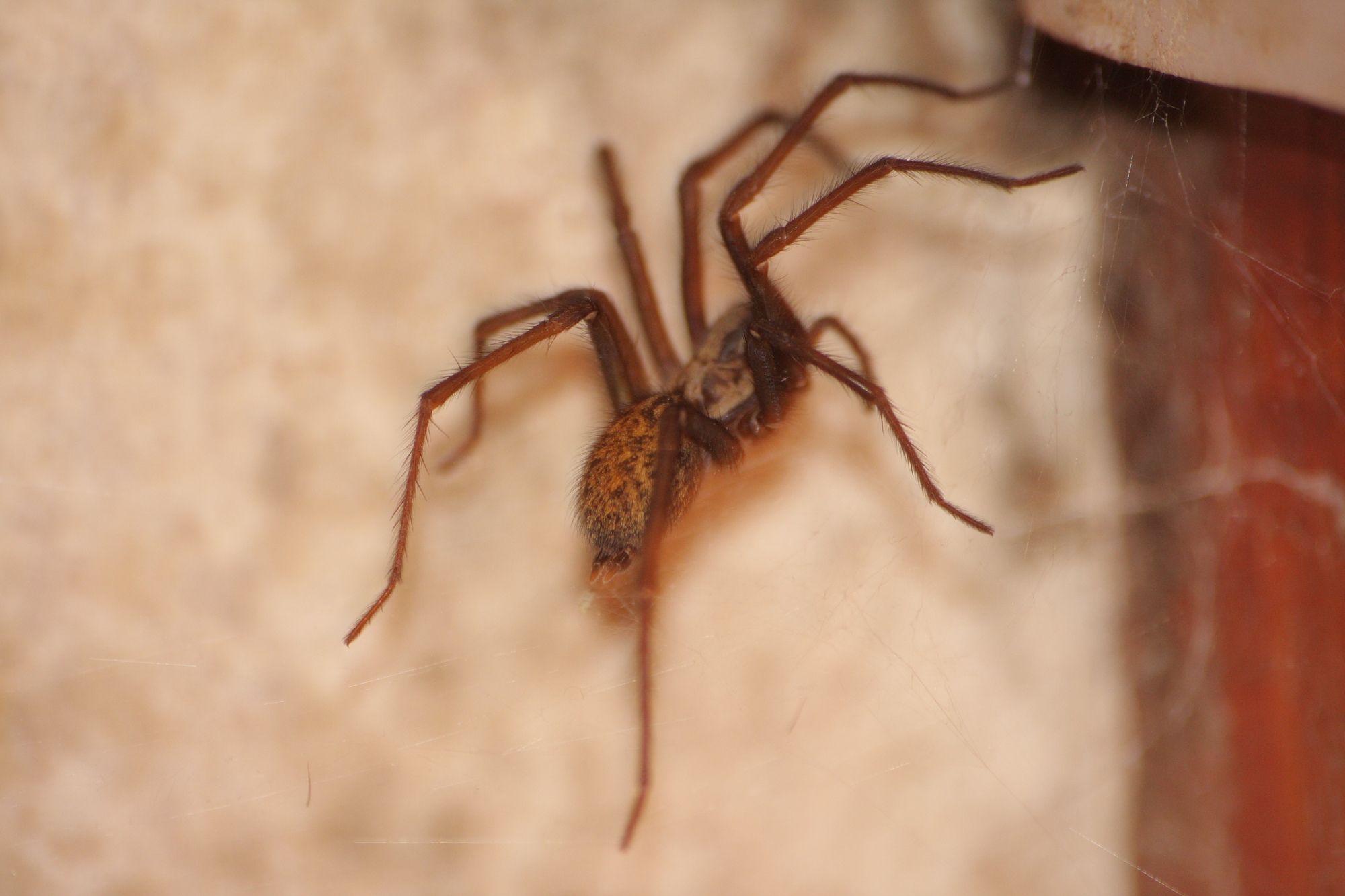 Spider in my bathroom