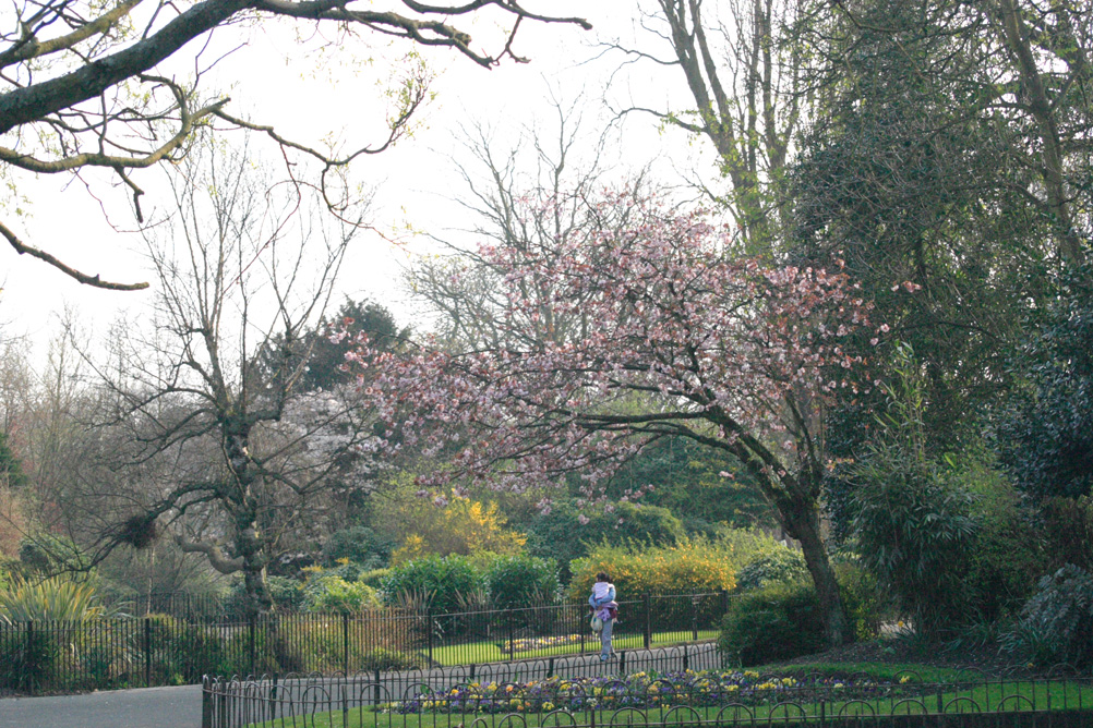 Blossom on a tree in Sefton Park Liverpool.