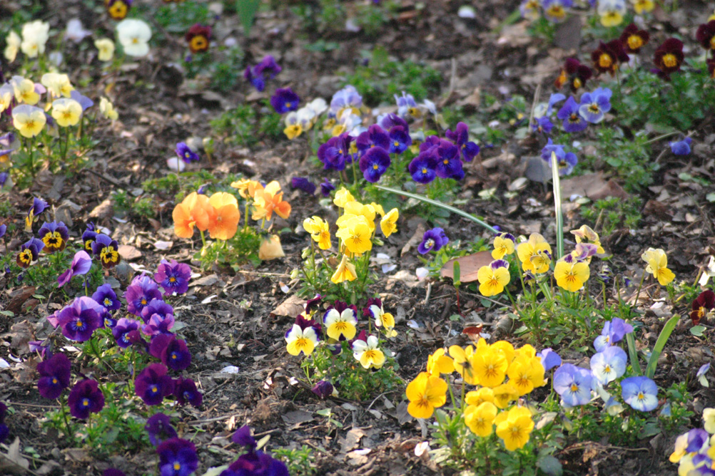 Various flowers in bloom at Sefton Park Liverpool.