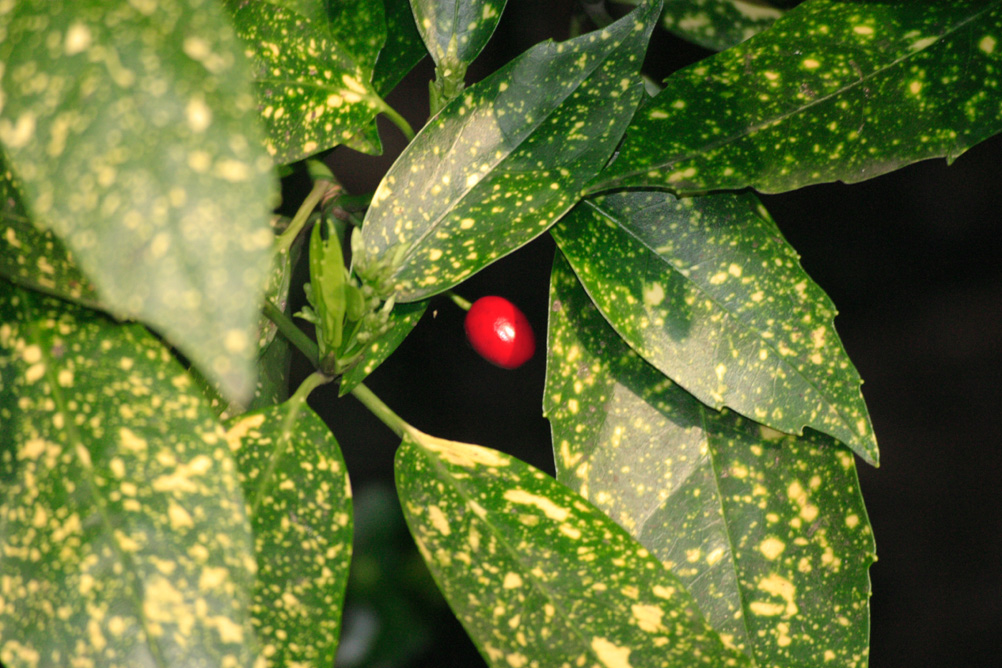 Single berry in Sefton Park Liverpool.