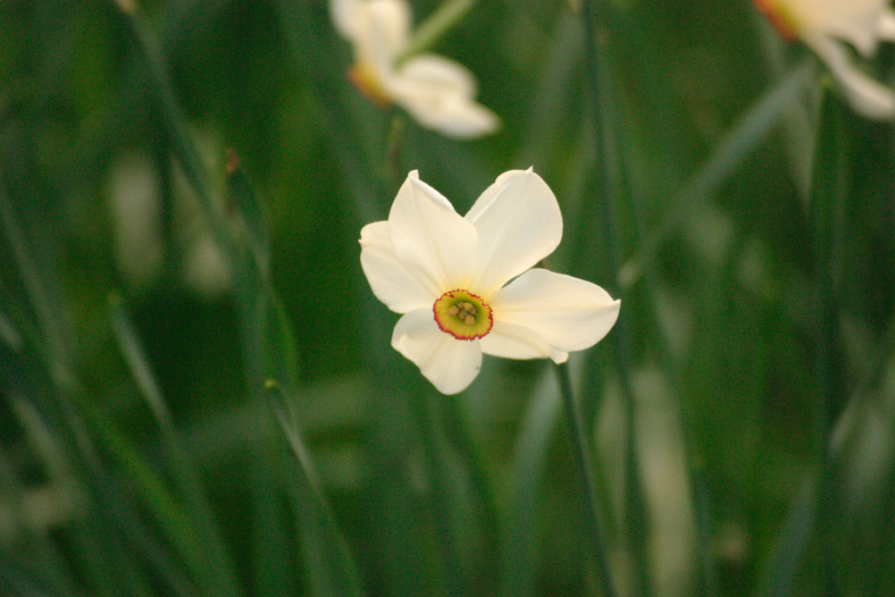 Daffodil in bloom in Sefton Park Liverpool.