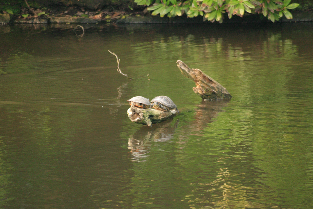 Two Terrapins on a rock in Sefton Park Lake.
