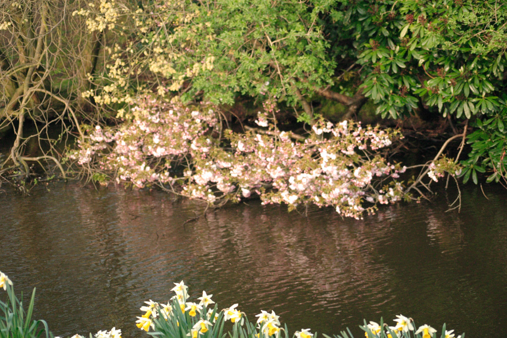 Flowers on the lakeside in Sefton Park Liverpool.