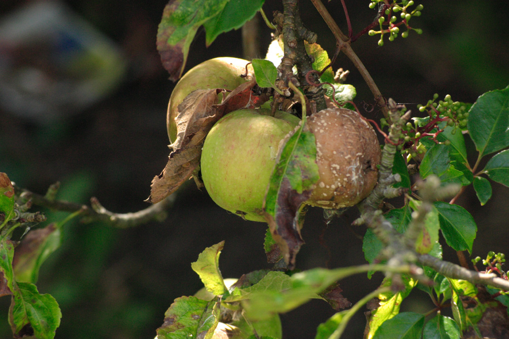 Ripening apple in my mums garden near Liverpool.