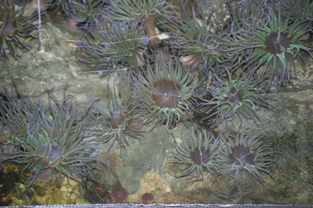 Sea anemones in the aquarium of London Zoo.