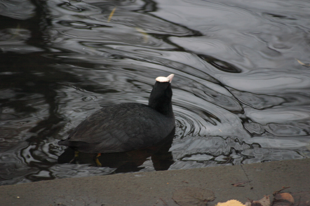 Coot swimming off into the boating lake at Whardown Park Luton.