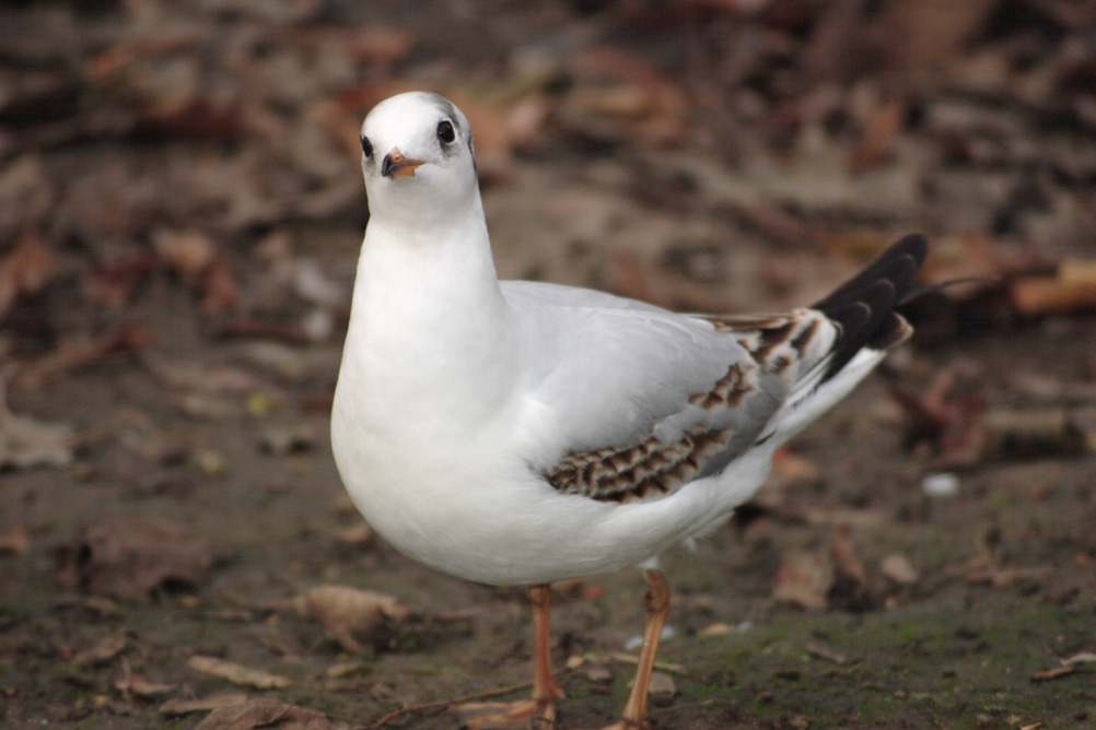Seagull in Whardown Park Luton.