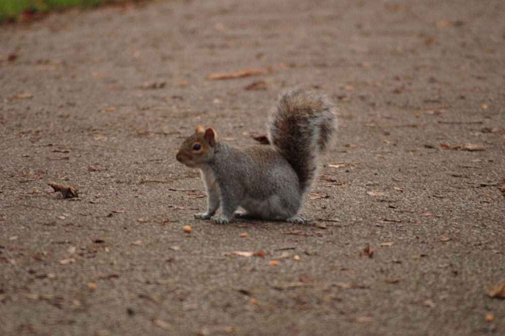Squirrel sitting on the path in Whardown Park Luton.
