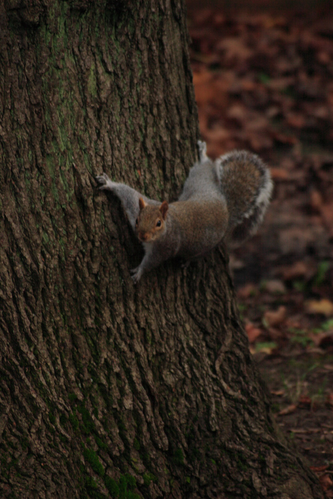 Squirrel doing a mission impossible pose in Whardown Park Luton.
