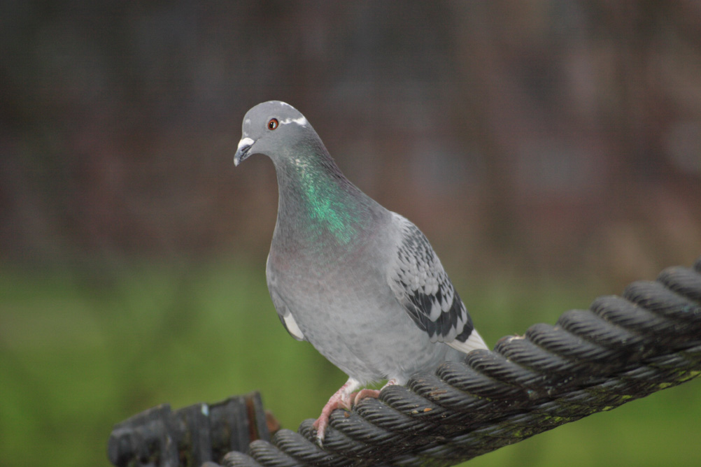 Pigeon in Whardown Park Luton.