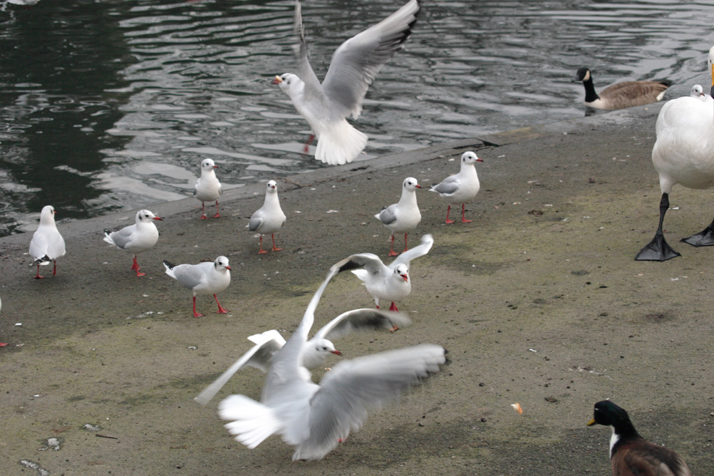 Seagulls in Whardown Park Luton.