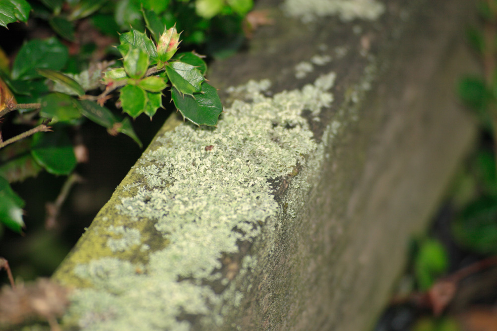 Lichen on a fence in Whardown Park Luton