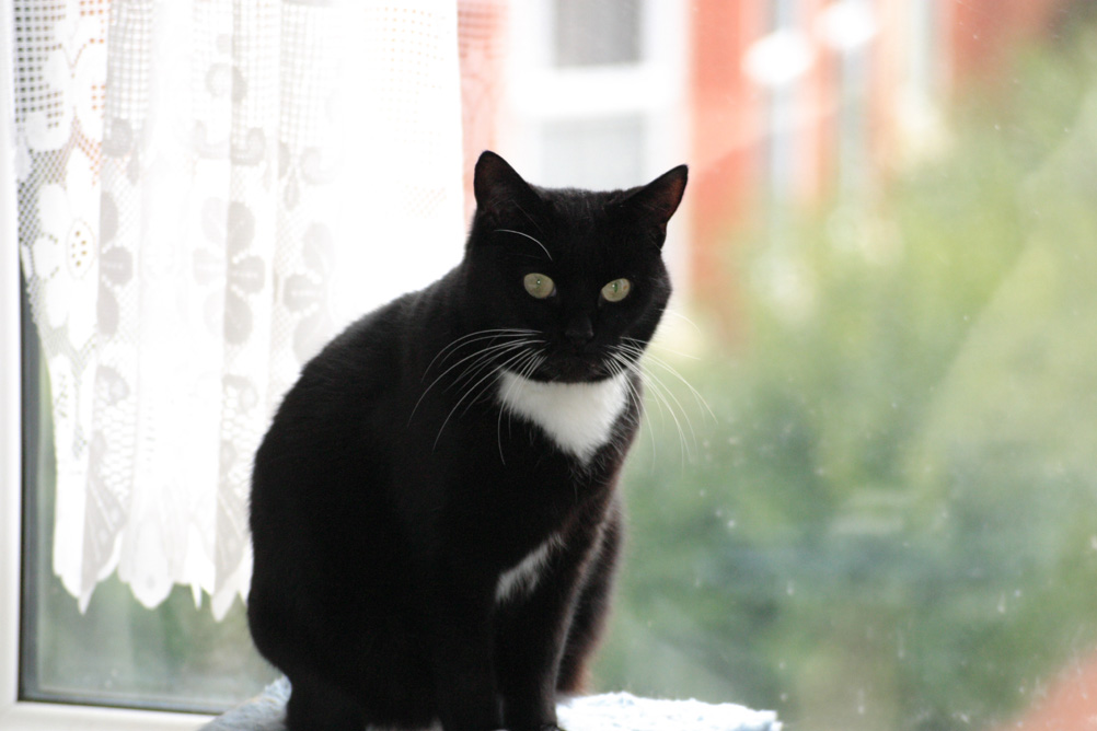 Tabitha sitting on a windowsill looking bored.