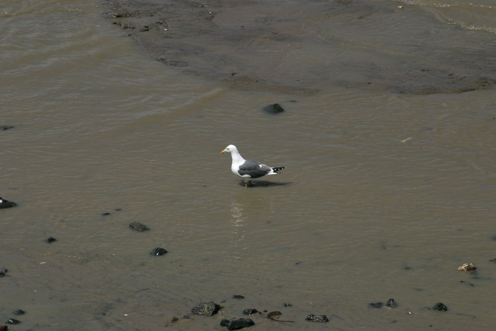 Gull on Thames river bed at low tide